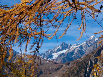 Snowcapped mountain with trees in foreground