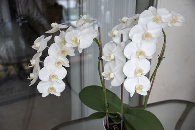 Close-up of white flowers blooming outdoors