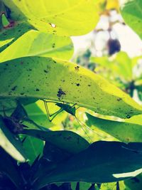 Close-up of yellow leaves on plant