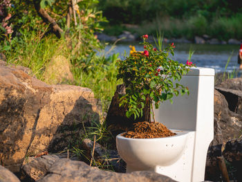 Potted plant on rock by water