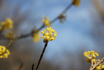 Close-up of yellow flowering plant