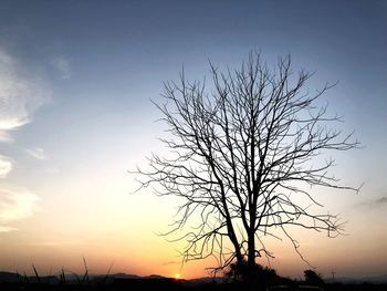 Low angle view of silhouette bare tree against sky during sunset