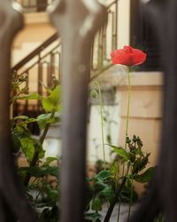 Close-up of rose plant