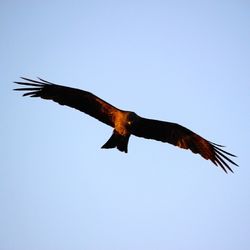 Low angle view of birds flying in sky