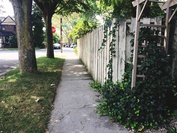 Walkway amidst trees in city