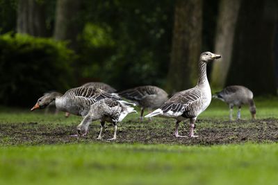 Flock of birds on field