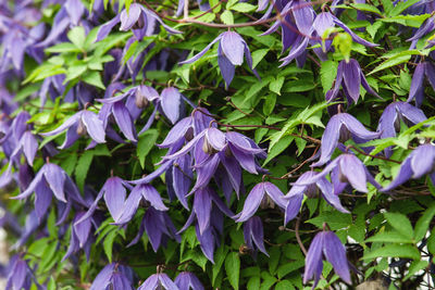 Close-up of purple flowering plants