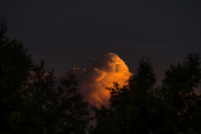 Low angle view of silhouette trees against sky at night