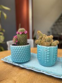 Close-up of succulent plant on table