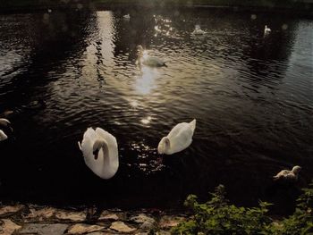 Swan floating on lake