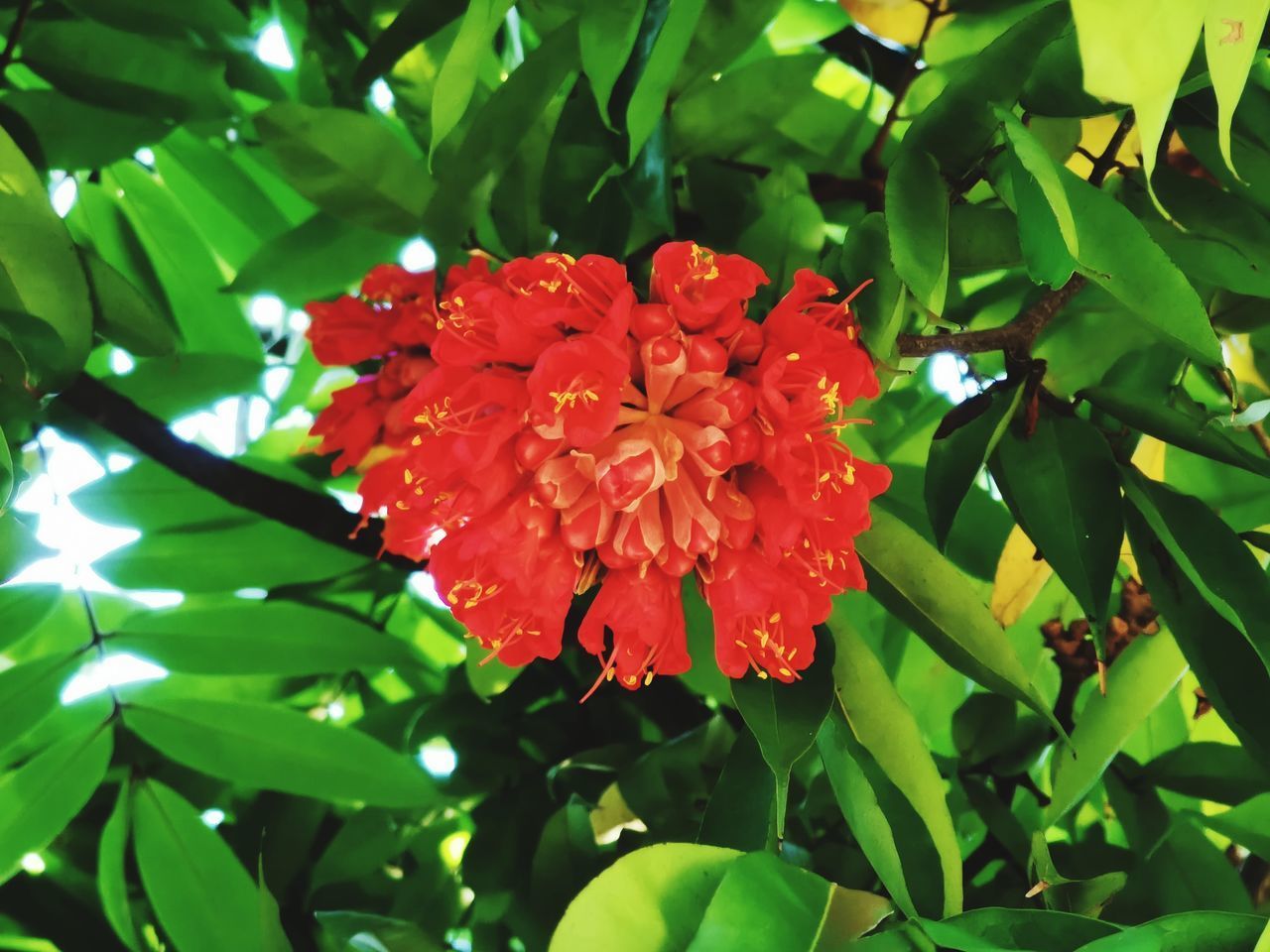 CLOSE-UP OF RED ROSE FLOWER