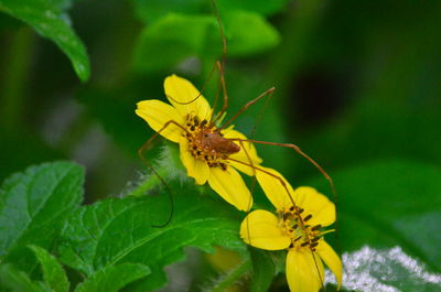 Close-up of butterfly pollinating on yellow flower