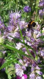 Close-up of bee on purple flowers