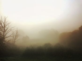 Trees in foggy weather against sky