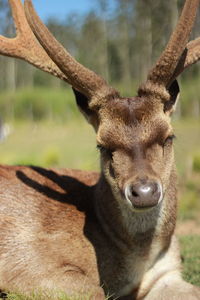 Portrait of deer