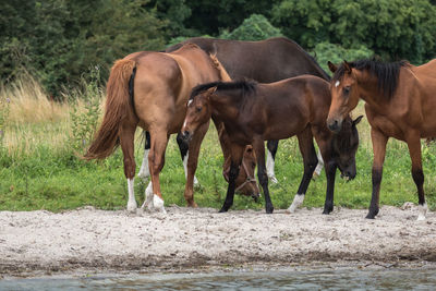 Horses standing on field against trees