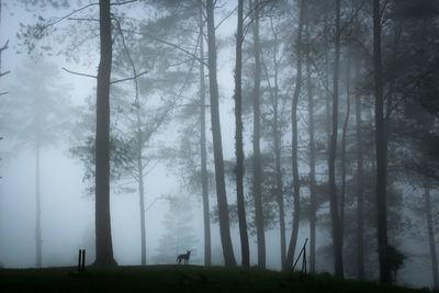 Trees on field in forest