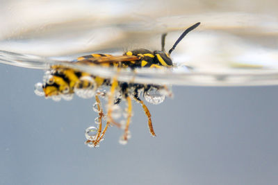 Thursty wasp swimming for its life in a glass of water