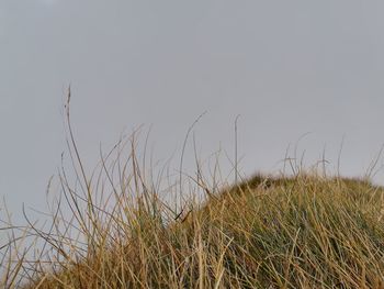 Grass growing on field against clear sky