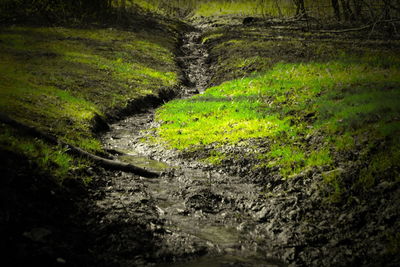 Scenic view of stream flowing through forest