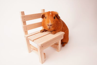 Lion sitting on wood against white background