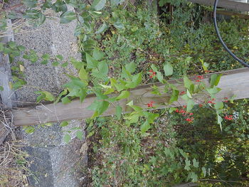 High angle view of flowering plants in garden