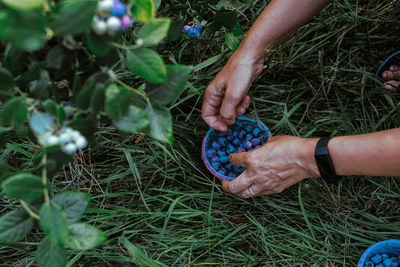 Hand holding plastic bucket with blueberries while harvesting