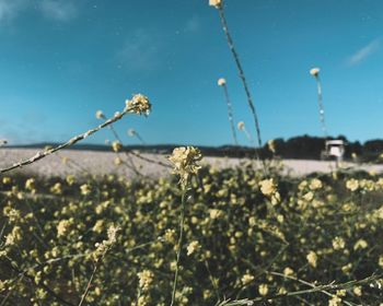 Close-up of water drops on flowering plant against sky