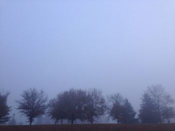 Bare trees against clear sky