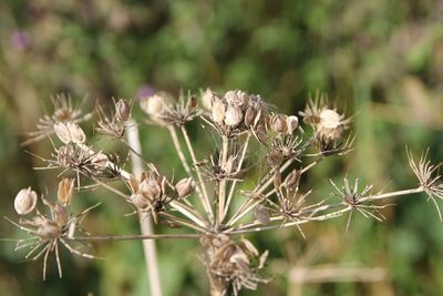 Close-up of white flowers