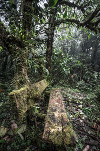 Trees growing in forest