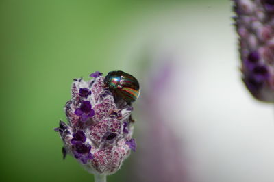 Close-up of insect on purple flower