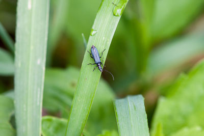 Close-up of insect on grass