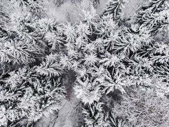 High angle view of frozen plants on field