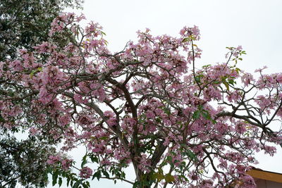 Low angle view of cherry blossoms against sky