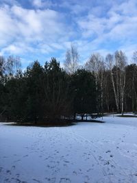 Trees on snow covered landscape