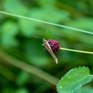 Close-up of insect on flower