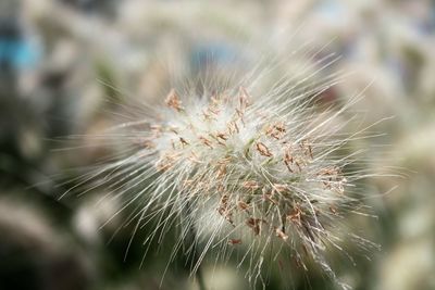 Close-up of plant