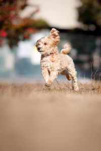 Dog running on land