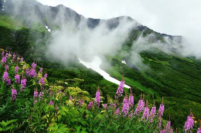 Flowers by mountain