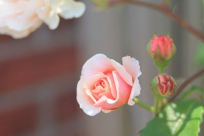 Close-up of pink rose