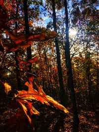 Trees in forest during autumn