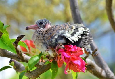 Close-up of bird perching on flower