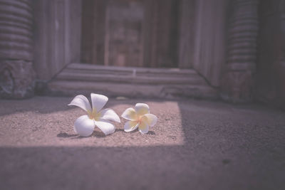 Close-up of white flowers blooming outdoors