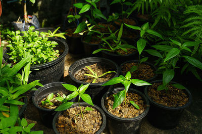 High angle view of potted plants in yard