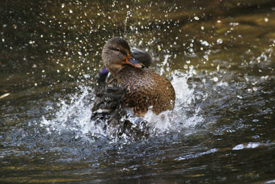 A duck is splashing in the water.