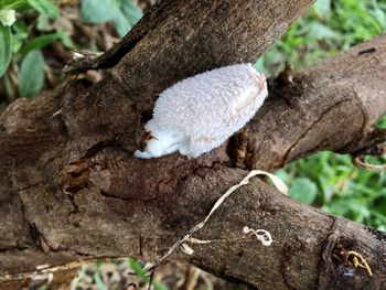 Close-up of mushroom growing on tree trunk