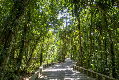 Walkway amidst trees in forest