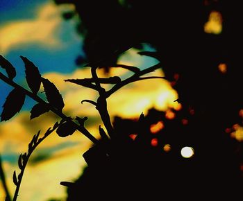 Low angle view of plant against sky at sunset