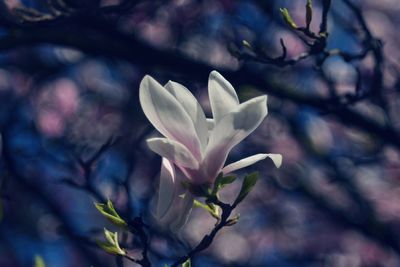 Close-up of fresh flowers blooming outdoors